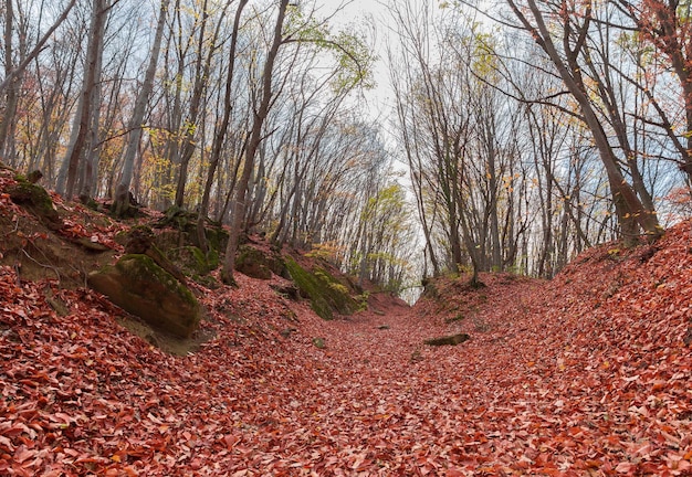 Fallen red foliage from trees in autumn forest