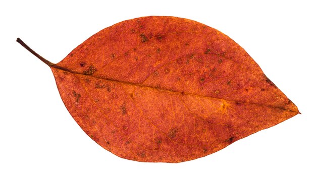 Fallen red leaf of apple tree isolated