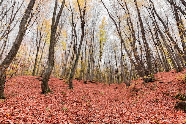 Fallen red leaves on ground in autumn forest in cloudy weather