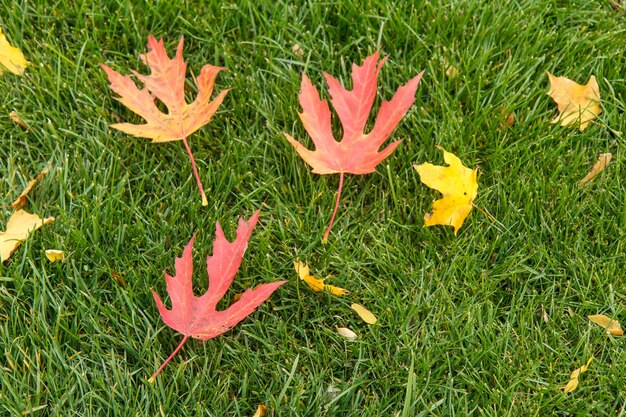 Fallen red and yellow leaves on green grass in the autumn park. Autumn theme. Top view.