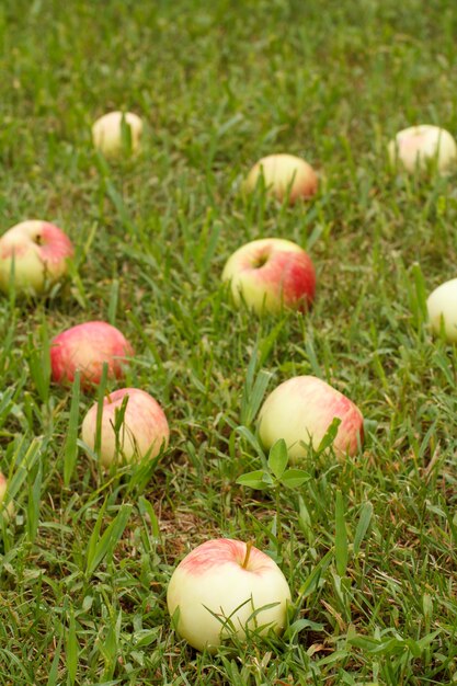 Fallen ripe apples in the summer garden.