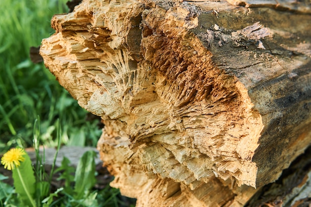 Tronco d'albero marcio caduto su sfondo sfocato naturale