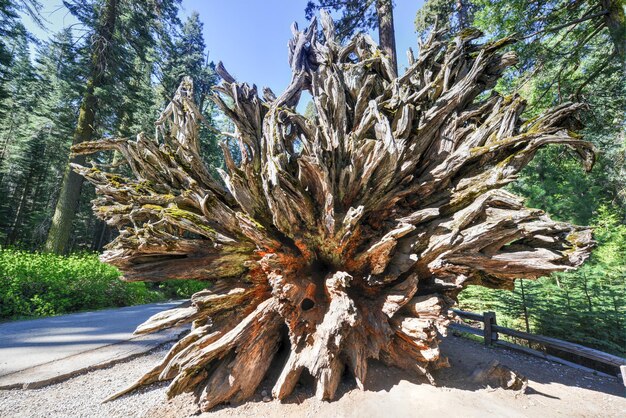 Photo fallen sequoia in mariposa grove of yosemite national park california usa