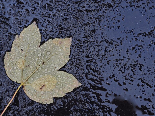 Фото Падающий один лист на влажном черном фоне