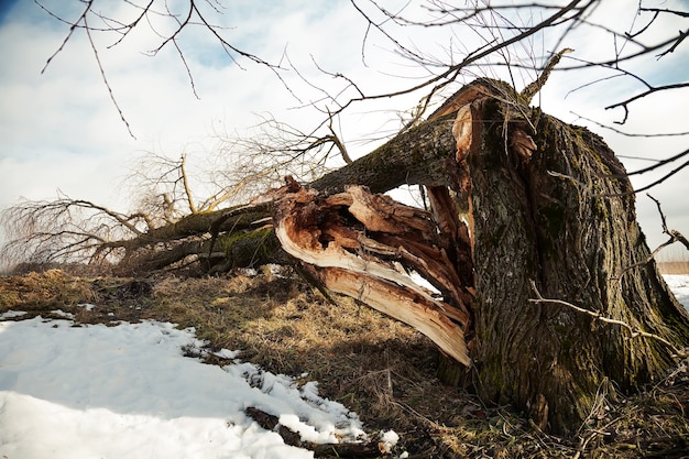 A fallen tree after a hurricane against the blue sky.