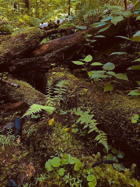 Fallen tree in a forest with moss and ferns