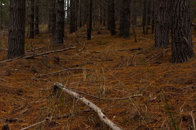 Fallen tree in forest