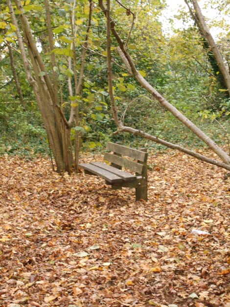 Photo fallen tree in forest