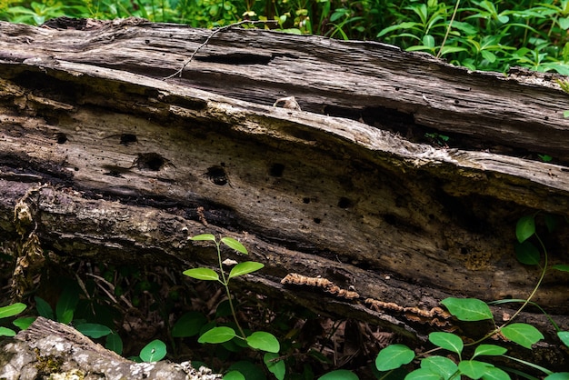 Fallen tree in the forest