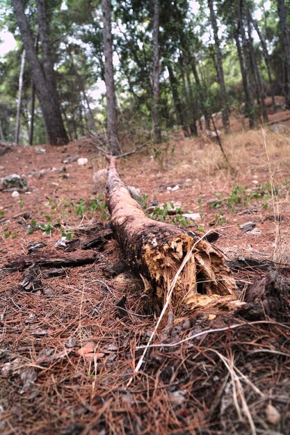 Photo a fallen tree in the forest