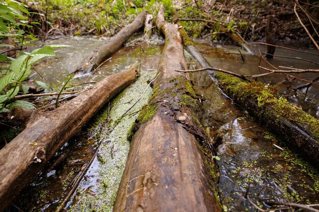 Photo fallen tree in the middle of a stream in the forest