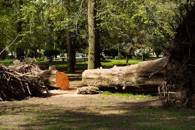 A fallen tree trunk in a park in a sunny day