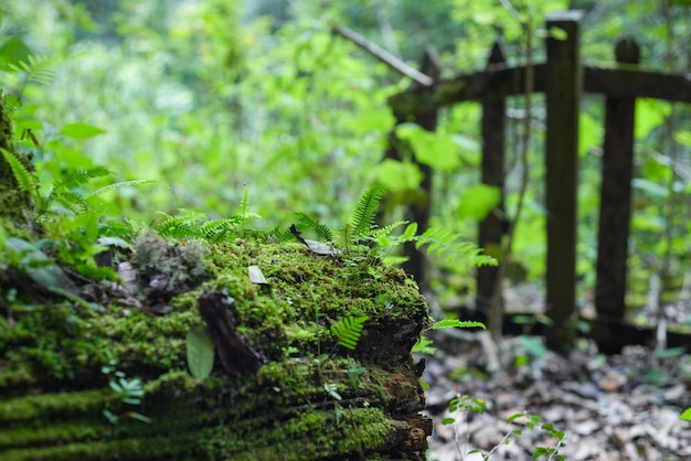 倒れた木の幹が腐り、森の中で苔やシダで覆われている背景