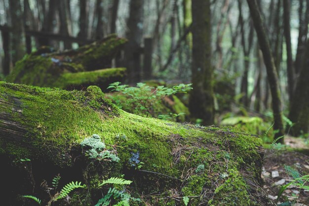 Fallen tree trunk rotting and covered with moss and ferns in the forest Background