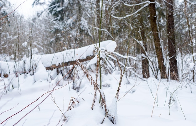 Fallen tree trunk under snow in snowy forest woods in winter nature cold weather