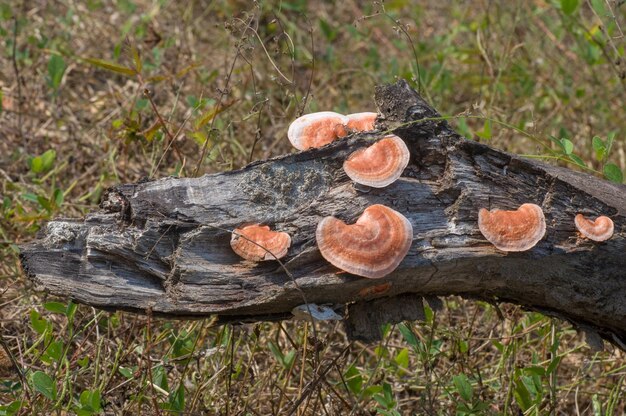 A fallen tree trunk with mushrooms growing on it.