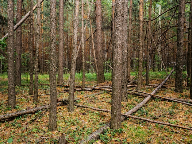 Photo fallen tree trunks in a pine forest. middle urals