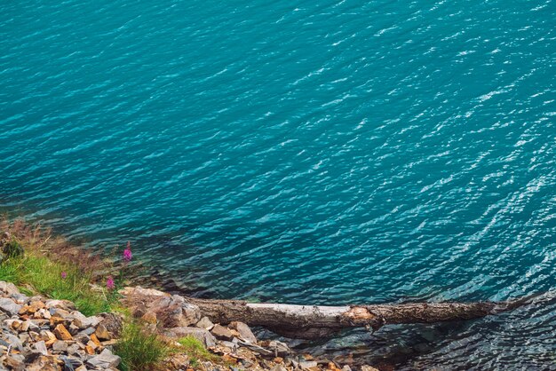 Fallen tree on water edge