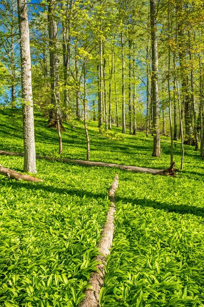 Photo fallen tree in a woodland with growing wild garlic leaves