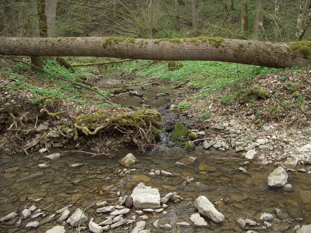 fallen tree