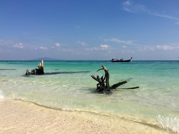 Foto alberi caduti sulla spiaggia da una barca che naviga in mare contro il cielo