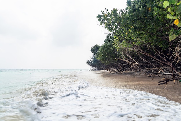 Fallen trees at elephant beach Havelock