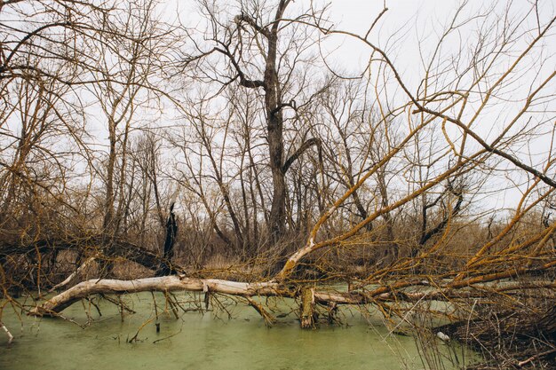 Fallen trees in the forest river