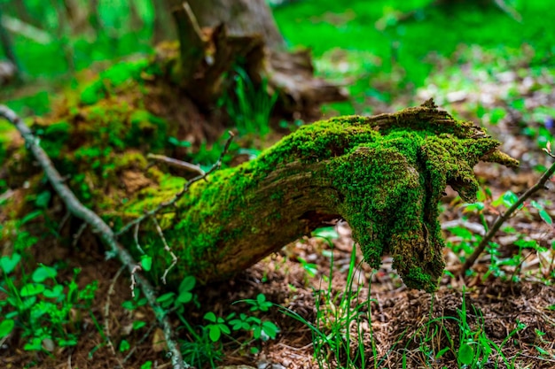 Fallen trees in the forest