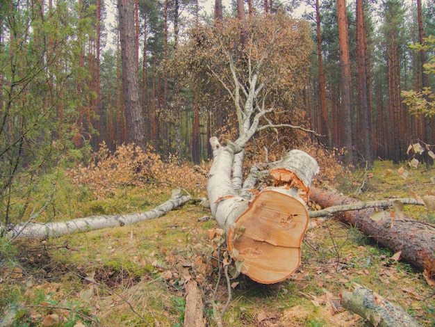 Фото Упавшие деревья в лесу осенью
