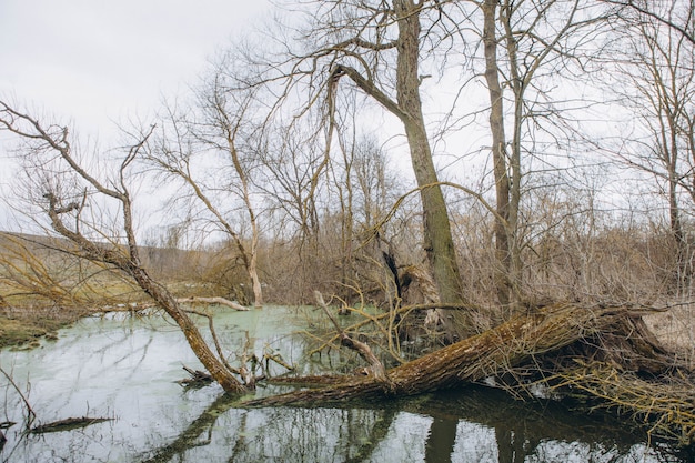 Фото Поваленные деревья в лесной реке