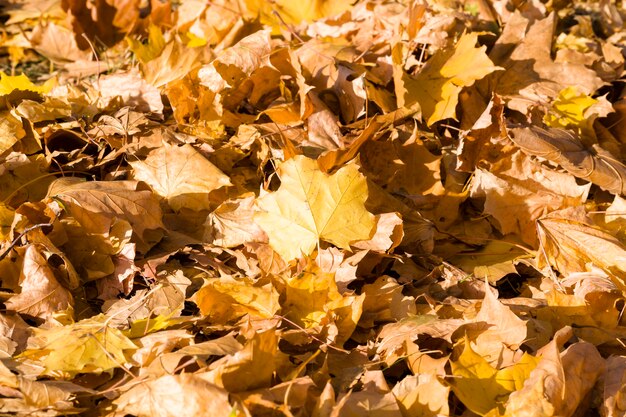 Fogliame giallo caduto degli alberi