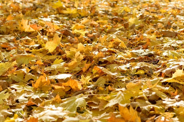 Foto il fogliame giallo caduto