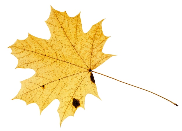 Fallen yellow leaf of acer tree isolated