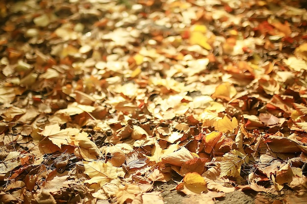 fallen yellow leaves background / abstract seasonal plain yellow leaves background in the park