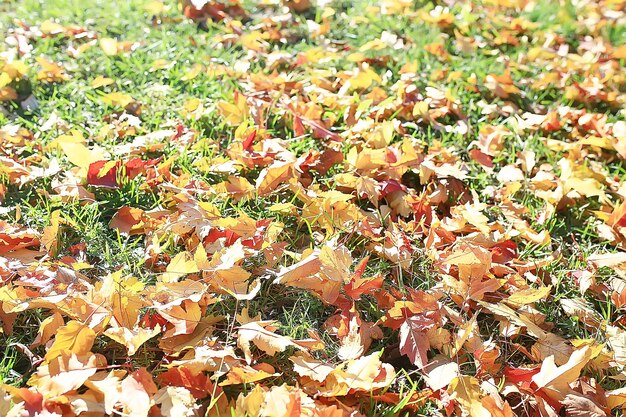 fallen yellow leaves background / abstract seasonal plain yellow leaves background in the park