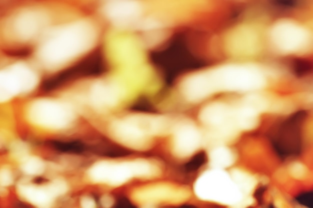 Фон опавших желтых листьев / Размытый желтый осенний фон с листьями на земле, бабье лето, октябрьские листья