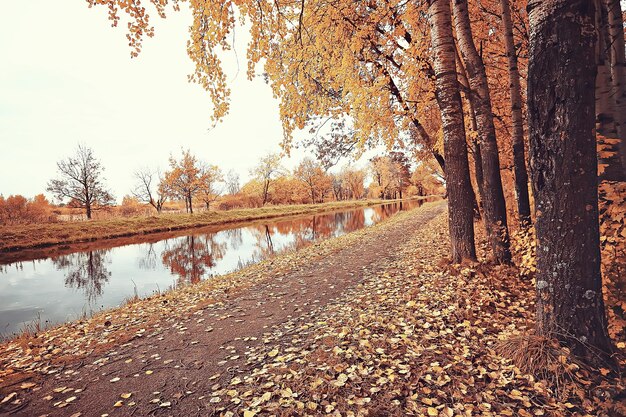 落ちた黄色の葉の背景/地面に葉を持つぼやけた黄色の秋の背景、小春日和、10月の葉