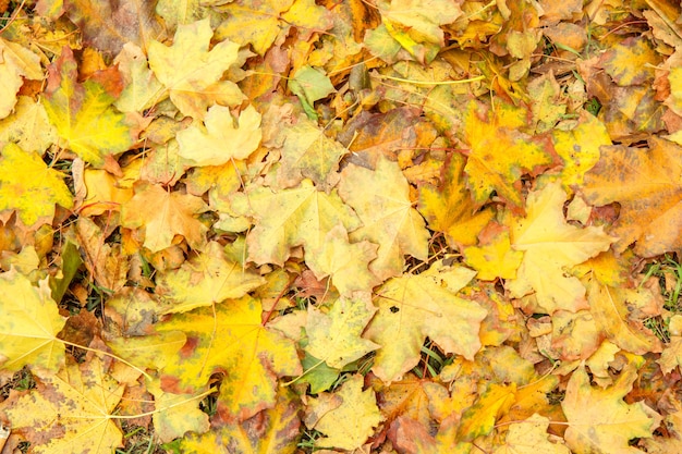秋の日に都市公園で落ちた黄色の葉。秋の色。バックグラウンド