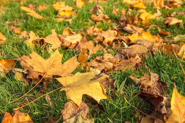 Fallen yellow leaves in the city park on autumn day. Colors of autumn