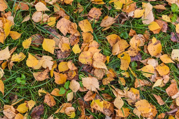 Опавшие желтые листья над травой