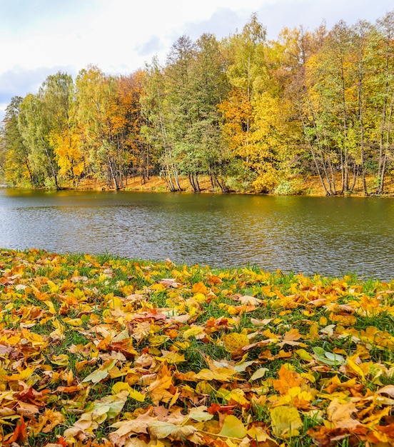 Foglie gialle cadute su erba verde vicino a un lago in un parco in una giornata di sole autunnale sfondo