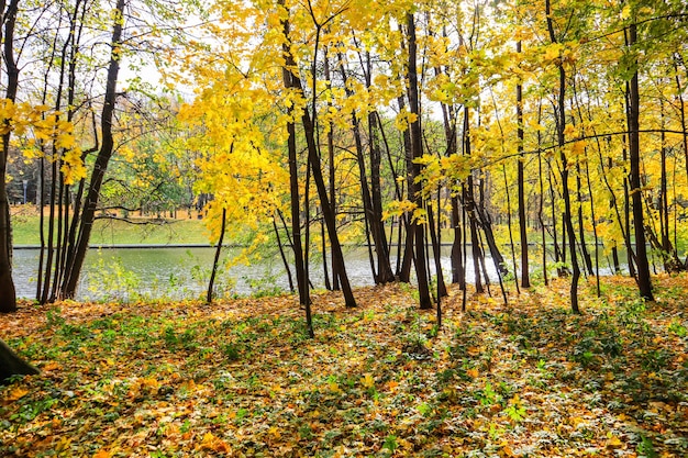 Fallen yellow leaves on green grass near a lake in a park on a sunny day autumn background