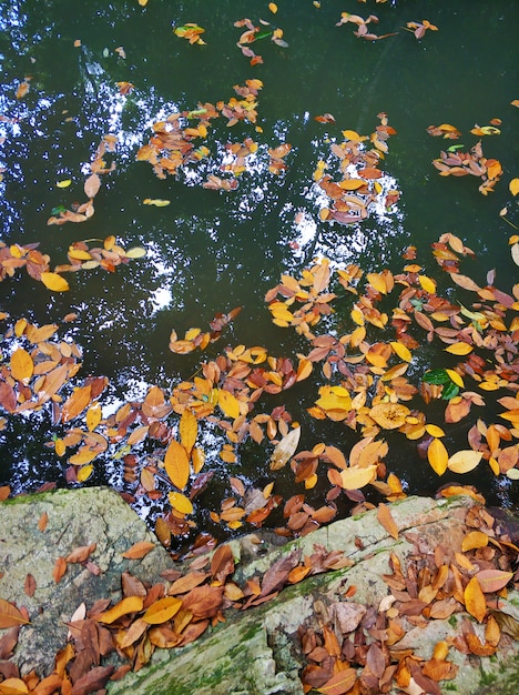 Foto foglie gialle cadute nel lago della giungla.