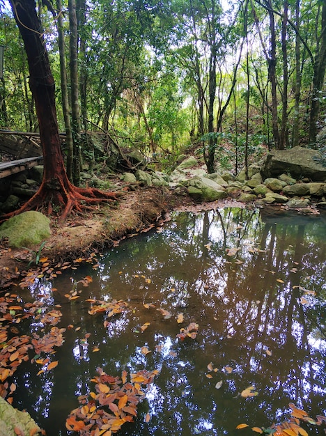 Fallen yellow leaves in the jungle lake.