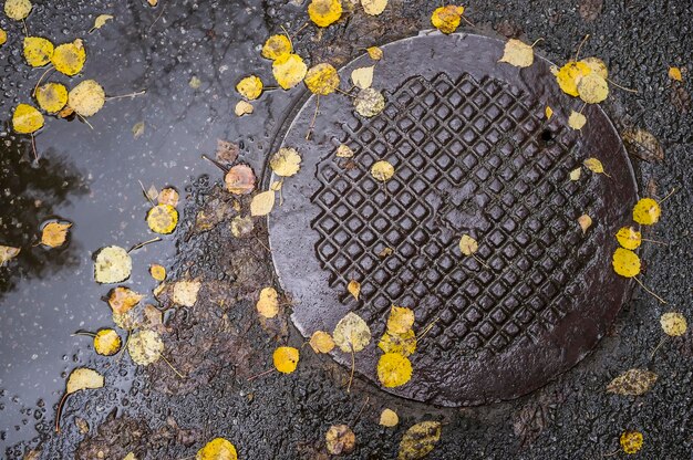 The fallen yellow leaves lie on the wet asphalt and the metal cover of the sewer