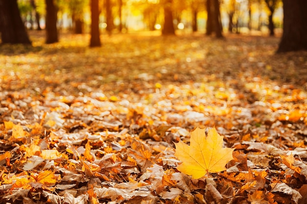 Fallen yellow maple leaf on the background of fallen leaves is
highlighted by the setting sun in park, copy space