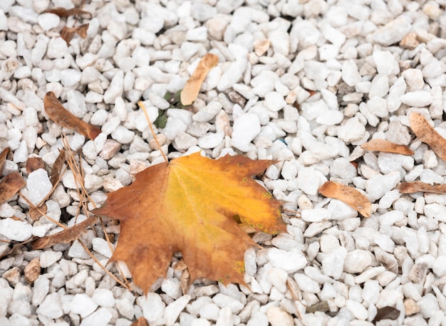 Fallen yellow maple leaf on decorative stones in the flowerbed