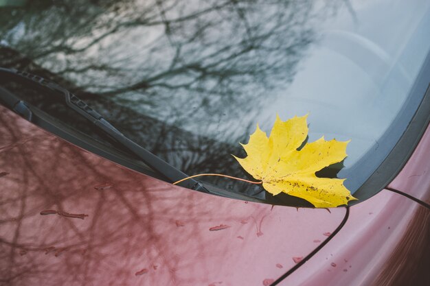 Fallen yellow maple leaf on the windshield of the car