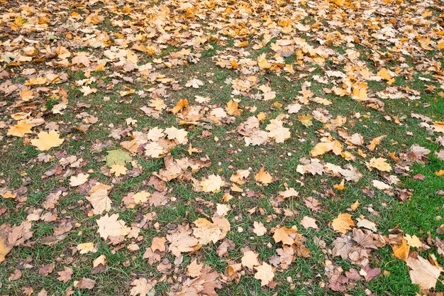 fallen yellow maple leaves in autumn