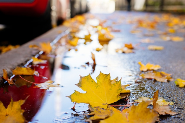 Fallen yellow maple leaves in puddle on the street